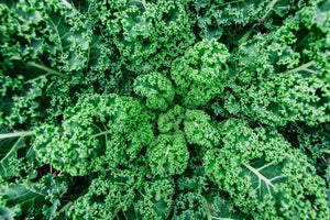 So What is Fibre and Why is it Important?