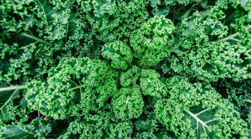 So What is Fibre and Why is it Important?