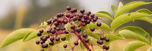 Are Elderberry Shots Good For You? 6 Benefits of Taking Elderberry Shots