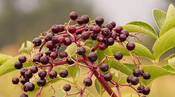 Are Elderberry Shots Good For You? 6 Benefits of Taking Elderberry Shots