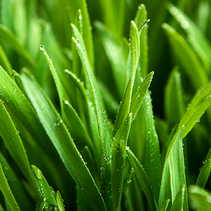 Close-up of green grass with water droplets.