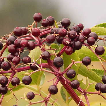 Close-up of dark purple elderberries on a branch with green leaves.