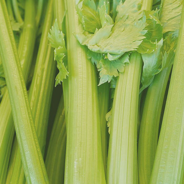Celery stalks