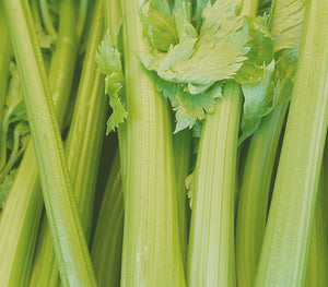 Celery stalks