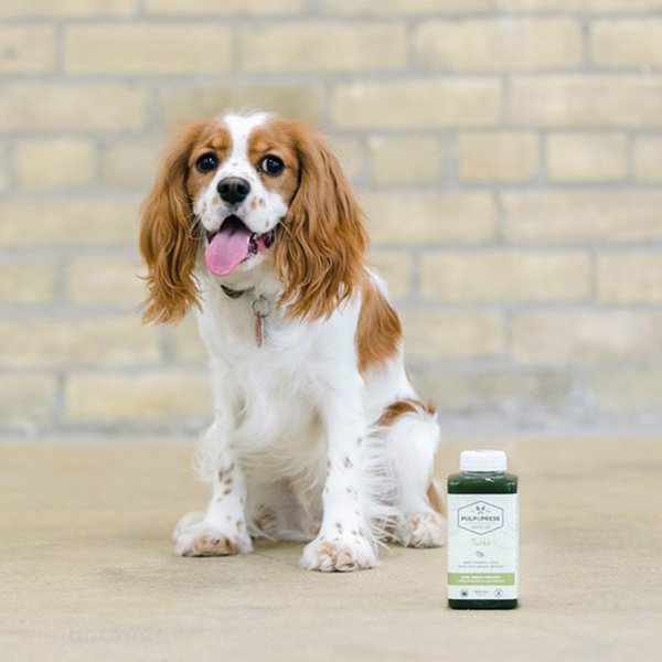dog with pulp and press juice in front of brick background